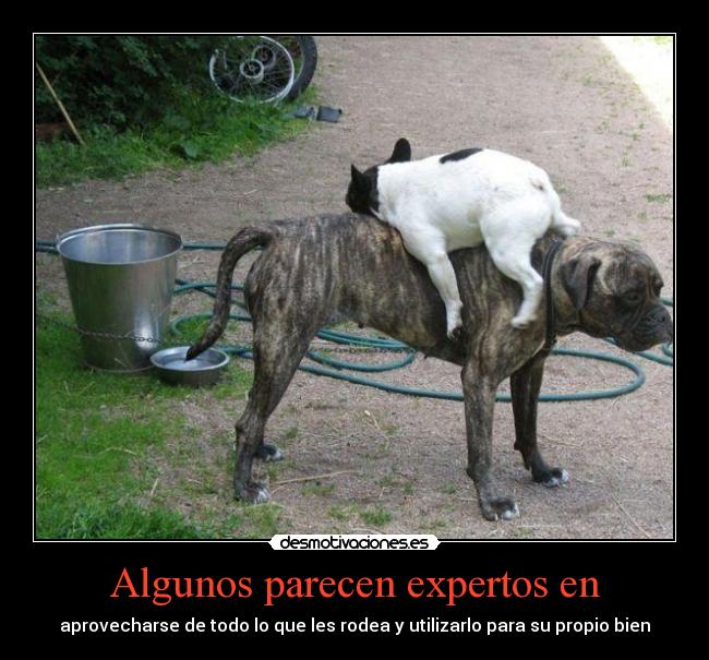 Algunos parecen expertos en - 