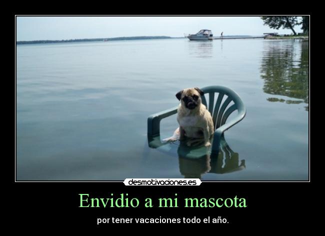 Envidio a mi mascota -