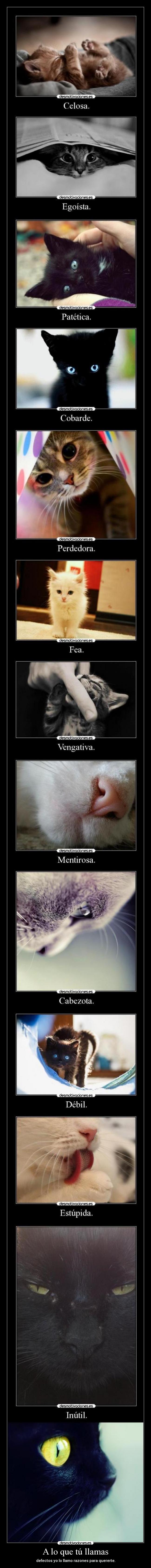 A lo que tú llamas - defectos yo lo llamo razones para quererte.