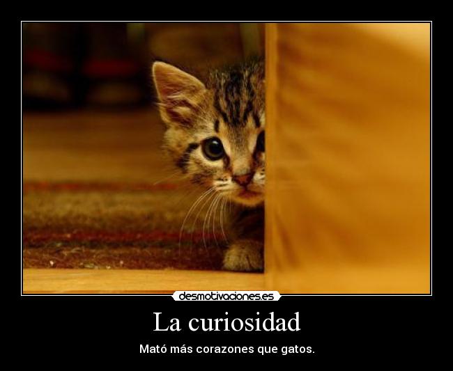 La curiosidad - Mató más corazones que gatos.