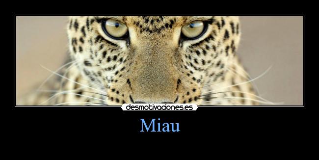 Miau -