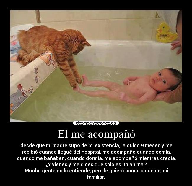 El me acompañó - desde que mi madre supo de mi existencia, la cuido 9 meses y me
recibió cuando llegué del hospital, me acompaño cuando comía,
cuando me bañaban, cuando dormía, me acompañó mientras crecía.
¿Y vienes y me dices que sólo es un animal?
Mucha gente no lo entiende, pero le quiero como lo que es, mi
familiar.