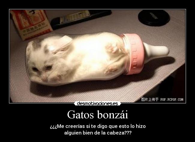 Gatos bonzái -