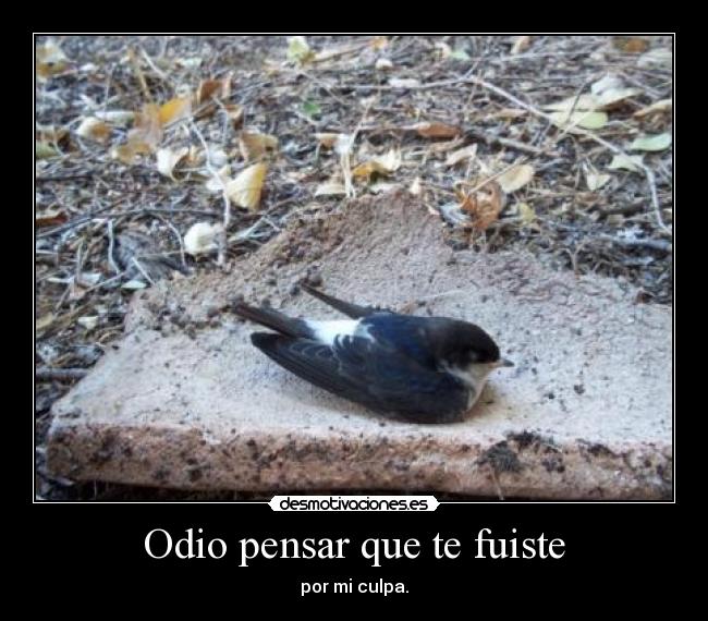 Odio pensar que te fuiste - por mi culpa.