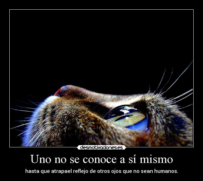 Uno no se conoce a sí mismo - hasta que atrapael reflejo de otros ojos que no sean humanos.