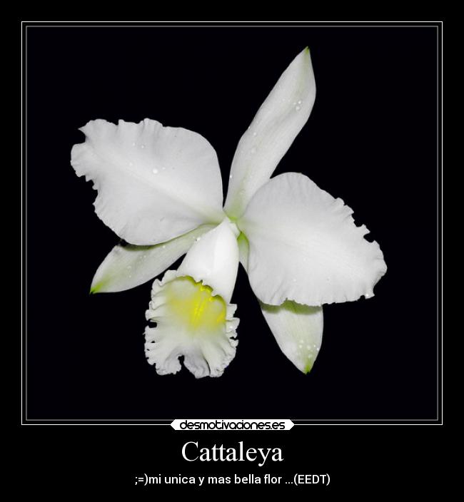 carteles amor desmotivaciones