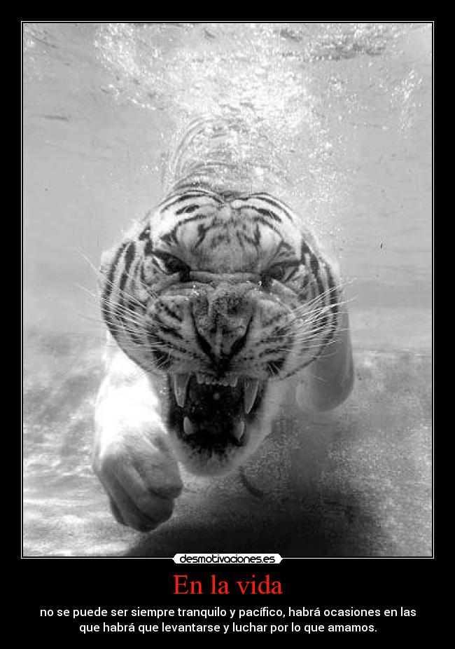 carteles vida deseos desmotivaciones