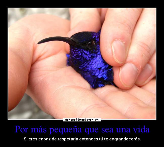 Por más pequeña que sea una vida - Si eres capaz de respetarla entonces tú te engrandecerás.