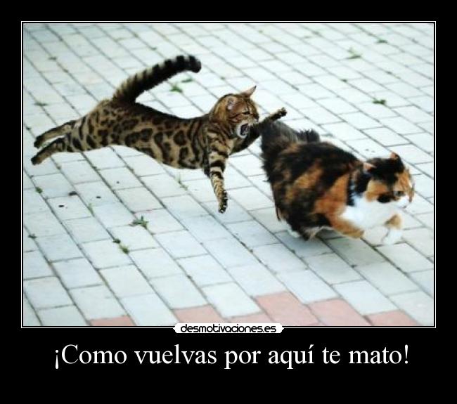 carteles hook como vuelvas por aqui mato chacho desmotivaciones