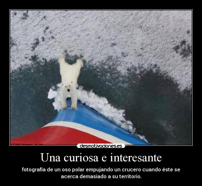 Una curiosa e interesante - fotografía de un oso polar empujando un crucero cuando éste se
acerca demasiado a su territorio.