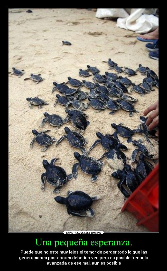 Una pequeña esperanza. - Puede que no este muy lejos el temor de perder todo lo que las
generaciones posteriores deberían ver, pero es posible frenar la
avanzada de ese mal, aun es posible