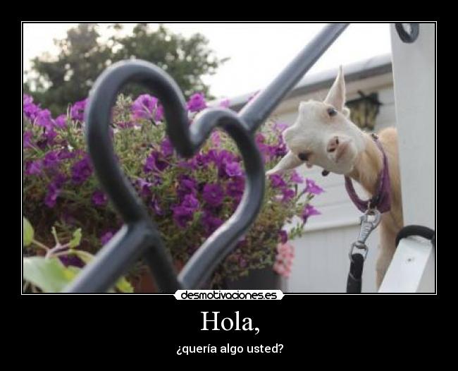 Hola, - 