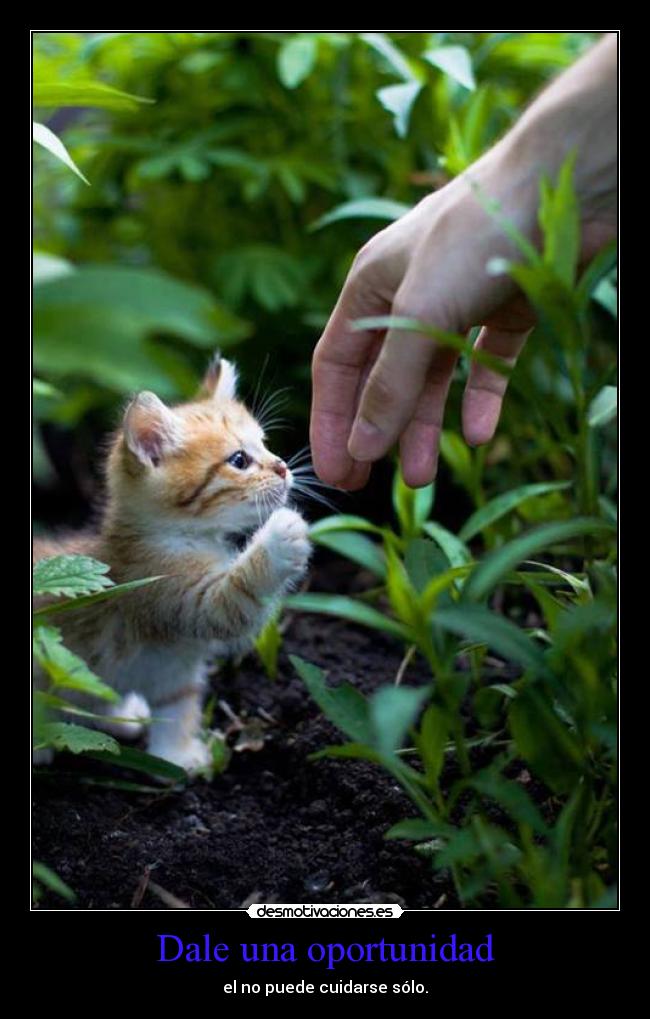 Dale una oportunidad - el no puede cuidarse sólo.