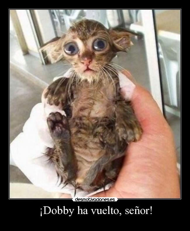 ¡Dobby ha vuelto, señor! -