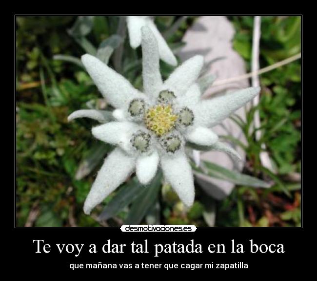 Te voy a dar tal patada en la boca -