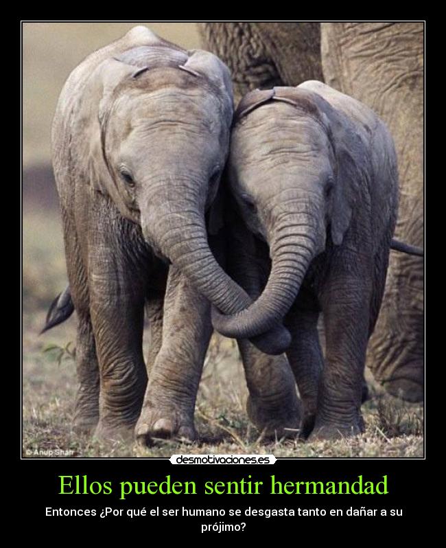 Ellos pueden sentir hermandad - Entonces ¿Por qué el ser humano se desgasta tanto en dañar a su
prójimo?