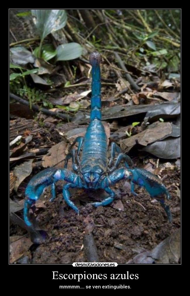 Escorpiones azules - mmmmm.... se ven extinguibles.