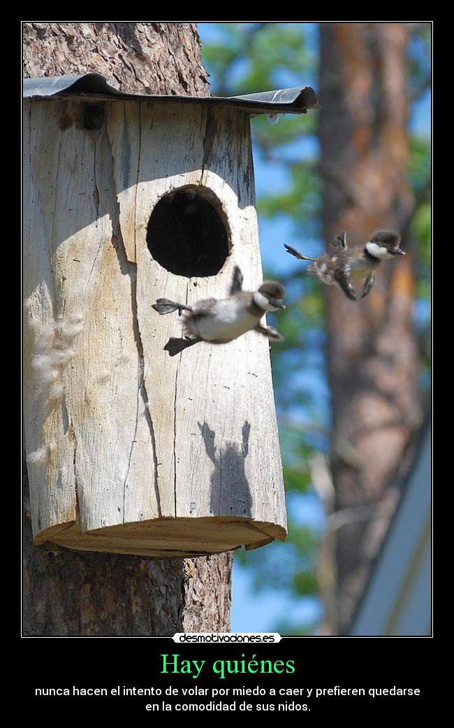 Hay quiénes - nunca hacen el intento de volar por miedo a caer y prefieren quedarse
en la comodidad de sus nidos.