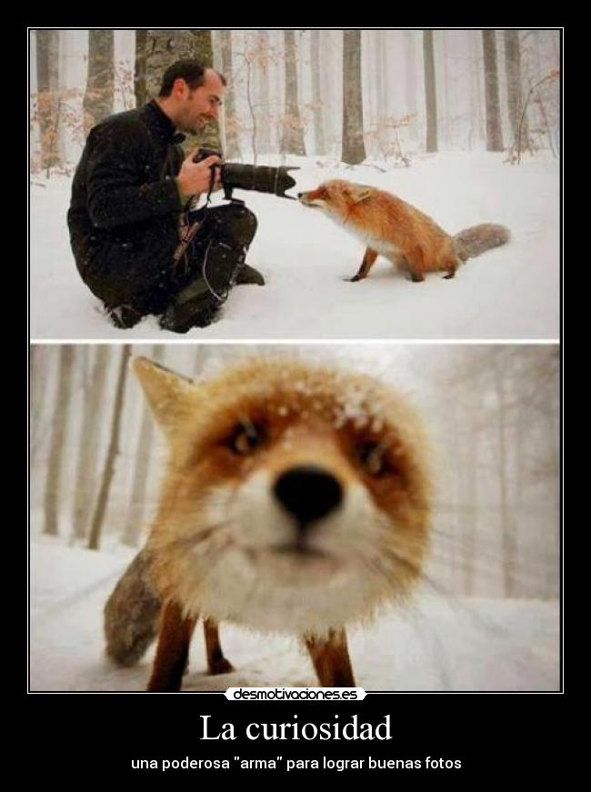 carteles zorro desmotivaciones