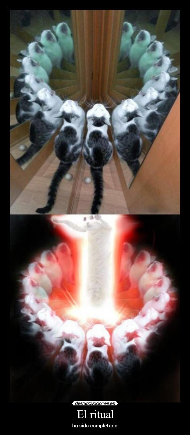 carteles gatos desmotivaciones