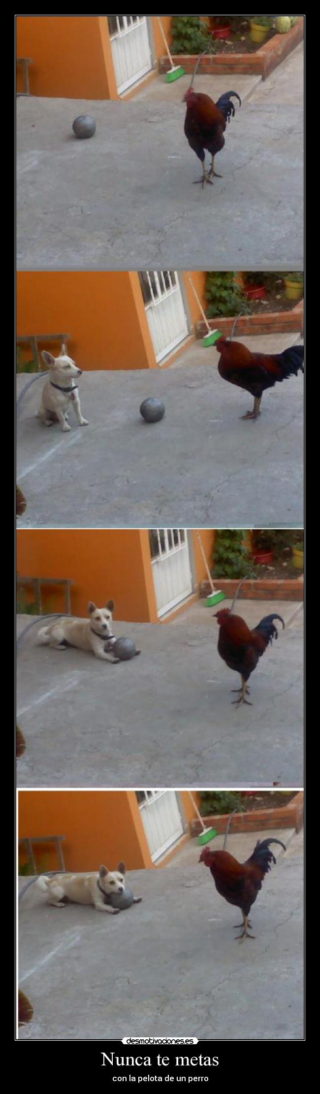 Nunca te metas - con la pelota de un perro