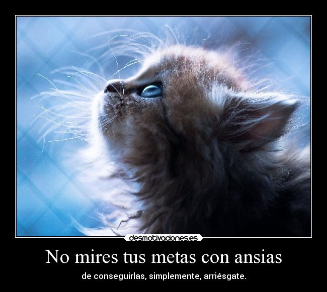 carteles gatosfelicidad deseos depecheromance jcks desmotivaciones