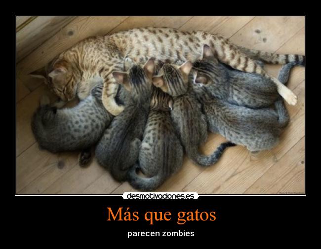Más que gatos - parecen zombies
