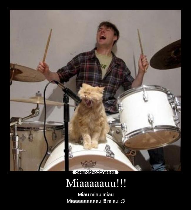 Miaaaaauu!!! - Miau miau miau
Miaaaaaaaaau!!!! miau! :3