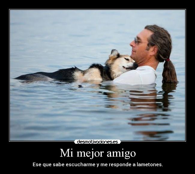 carteles animales desmotivaciones