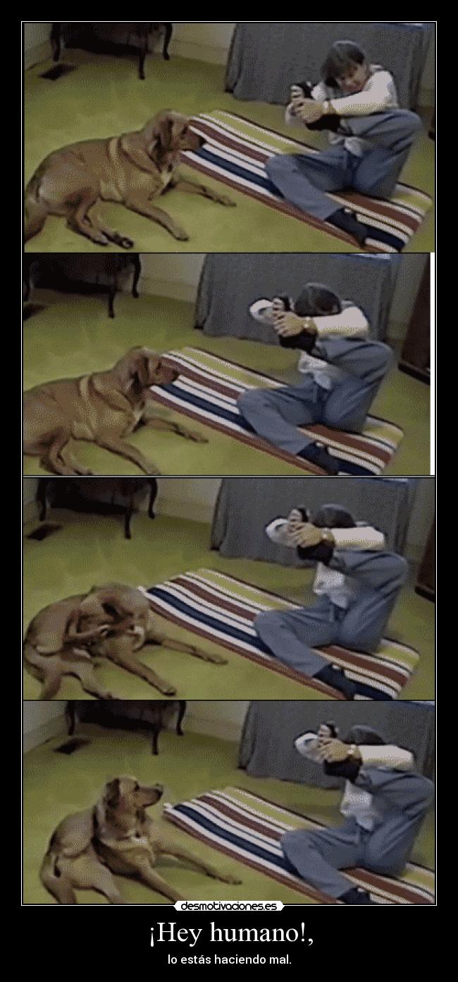 ¡Hey humano!, - lo estás haciendo mal.