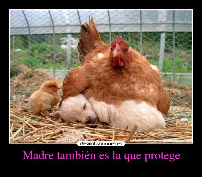 Madre también es la que protege - 