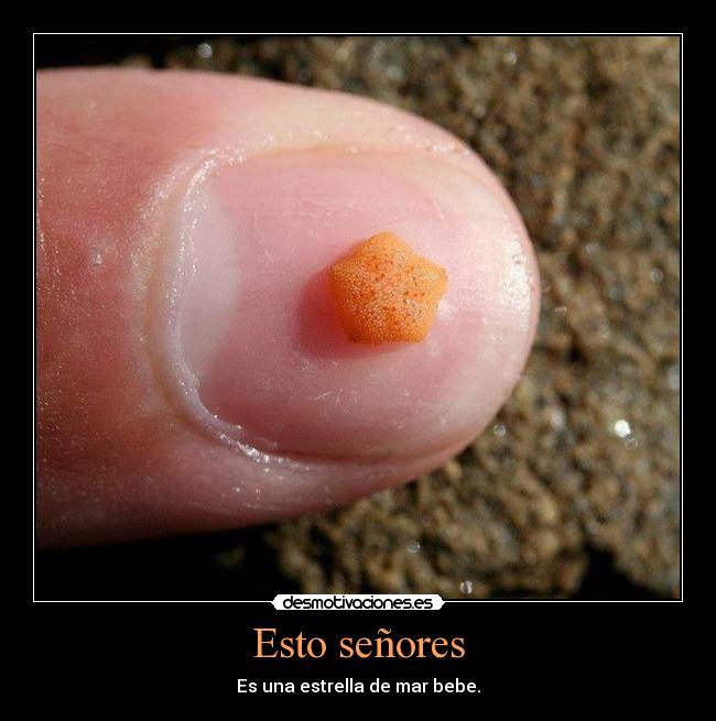 Esto señores - Es una estrella de mar bebe.