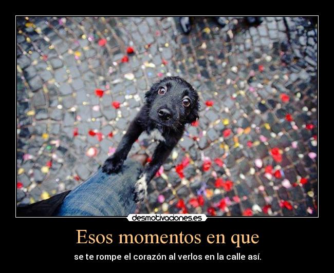 Esos momentos en que - se te rompe el corazón al verlos en la calle así.