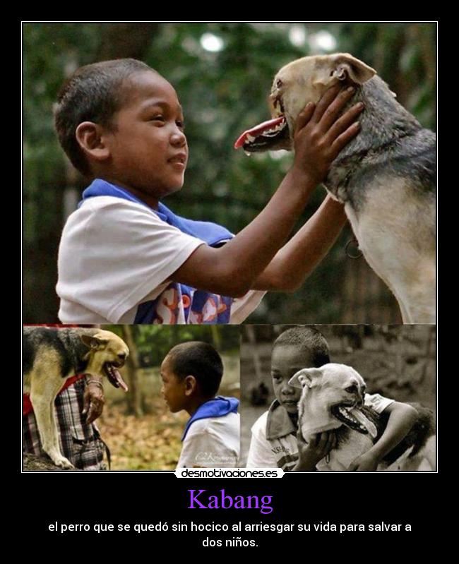 Kabang - el perro que se quedó sin hocico al arriesgar su vida para salvar a
dos niños.