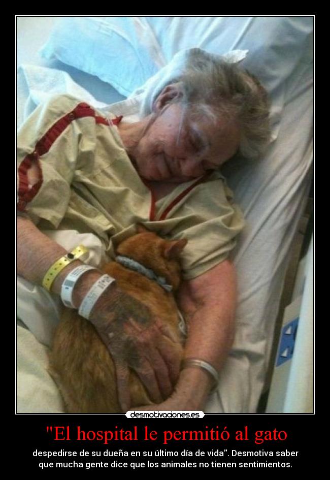 El hospital le permitió al gato - 