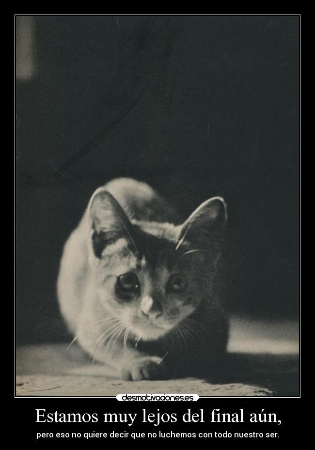 carteles neko gatosluchar final lejos querer decir nuestro ser estar desmotivaciones