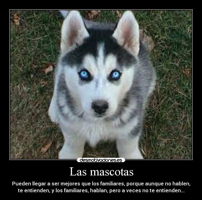 Las mascotas - Pueden llegar a ser mejores que los familiares, porque aunque no hablen,
te entienden, y los familiares, hablan, pero a veces no te entienden...