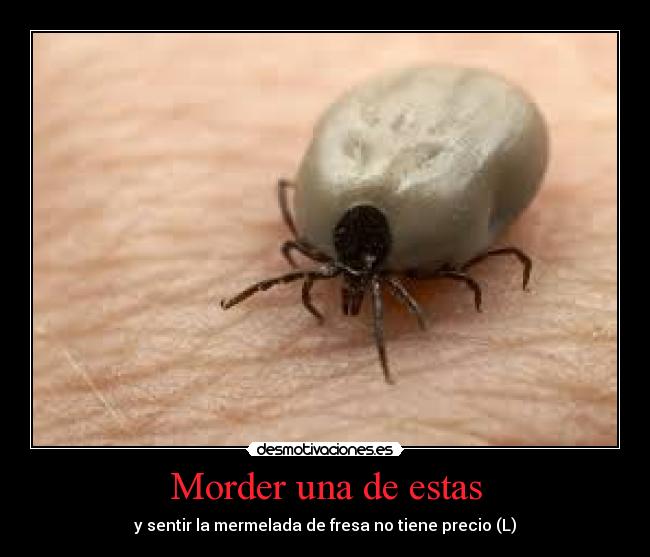 Morder una de estas - y sentir la mermelada de fresa no tiene precio (L)