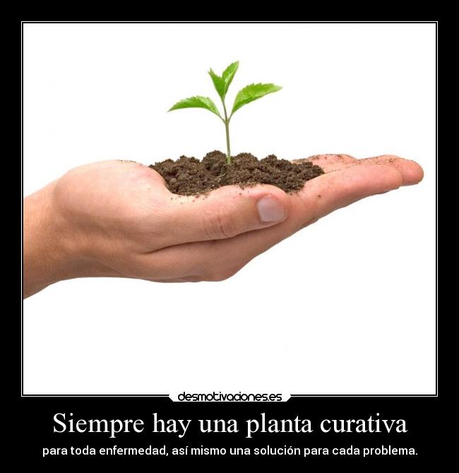 Siempre hay una planta curativa - para toda enfermedad, así mismo una solución para cada problema.