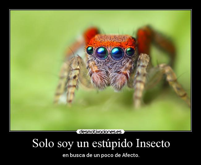 Solo soy un estúpido Insecto - en busca de un poco de Afecto.