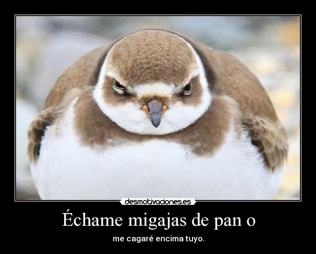 carteles telyg ejercitodemar yahoramevuelvopokehipster desmotivaciones