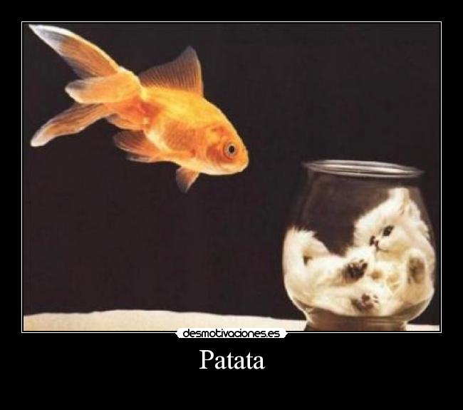 Patata -