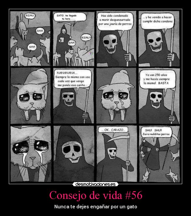 Consejo de vida #56 - Nunca te dejes engañar por un gato