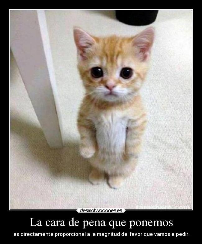 carteles carita gatosfavor pena desmotivaciones