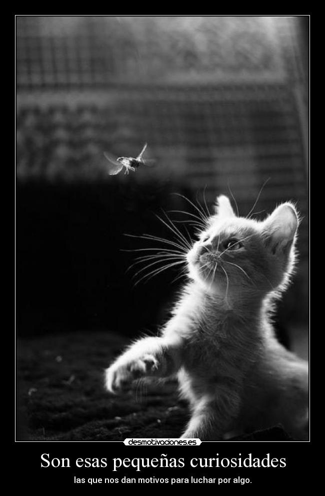 Son esas pequeñas curiosidades -