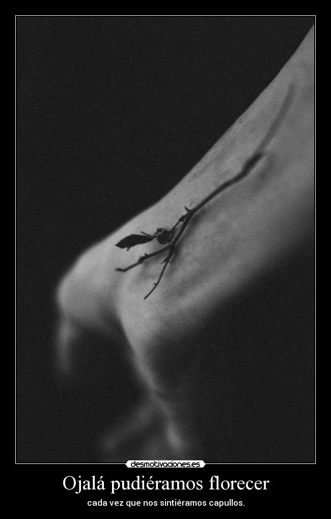 carteles deliriosdepoder desmotivaciones