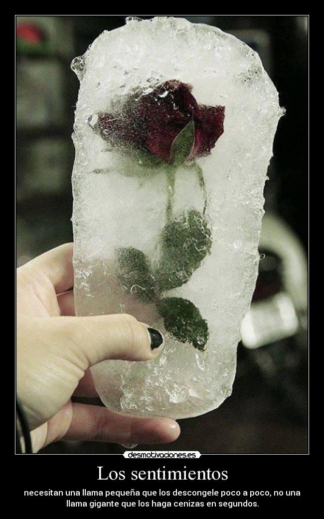 Los sentimientos - 