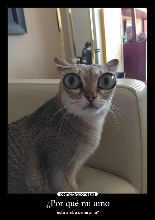 ¿Por qué mi amo - 