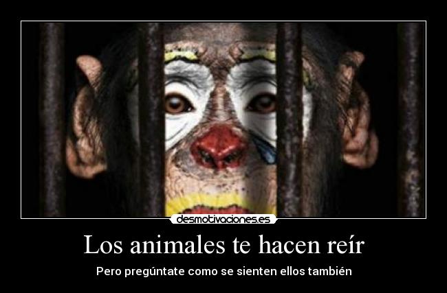 Los animales te hacen reír -