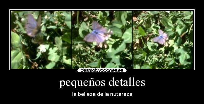 pequeños detalles - la belleza de la nutareza